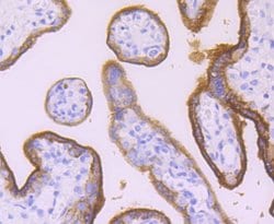 Invitrogen Placental Alkaline Phosphatase Recombinant Rabbit Monoclonal