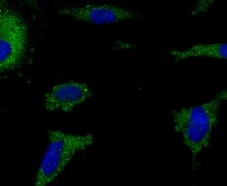 Invitrogen IBA1 Recombinant Rabbit Monoclonal Antibody (JM36-62) 100 &mu;L;