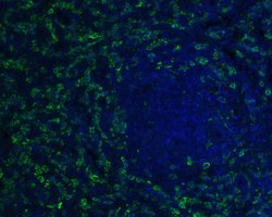 Invitrogen IBA1 Recombinant Rabbit Monoclonal Antibody (JM36-62) 100 &mu;L;