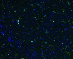 Invitrogen IBA1 Recombinant Rabbit Monoclonal Antibody (JM36-62) 100 &mu;L;