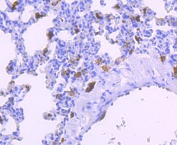 Invitrogen IBA1 Recombinant Rabbit Monoclonal Antibody (JM36-62) 100 &mu;L;