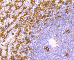 Invitrogen IBA1 Recombinant Rabbit Monoclonal Antibody (JM36-62) 100 &mu;L;