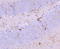 Invitrogen IBA1 Recombinant Rabbit Monoclonal Antibody (JM36-62) 100 &mu;L;