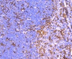 Invitrogen IBA1 Recombinant Rabbit Monoclonal Antibody (JM36-62) 100 &mu;L;