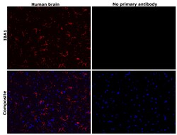 Invitrogen IBA1 Recombinant Rabbit Monoclonal Antibody (JM36-62) 100 &mu;L;