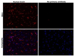 Invitrogen IBA1 Recombinant Rabbit Monoclonal Antibody (JM36-62) 100 &mu;L;