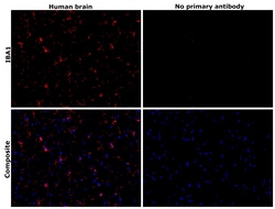 Invitrogen IBA1 Recombinant Rabbit Monoclonal Antibody (JM36-62) 100 &mu;L;