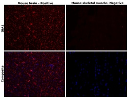 Invitrogen IBA1 Recombinant Rabbit Monoclonal Antibody (JM36-62) 100 &mu;L;