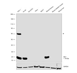Invitrogen IBA1 Recombinant Rabbit Monoclonal Antibody (JM36-62) 100 &mu;L;