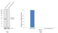 Invitrogen Aldolase A Recombinant Rabbit Monoclonal Antibody (JM54-19)