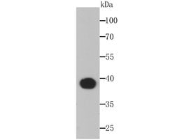 Invitrogen Aldolase A Recombinant Rabbit Monoclonal Antibody (JM54-19)