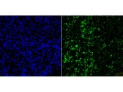 Invitrogen Histone H2A.X Recombinant Rabbit Monoclonal Antibody (JM06-42)