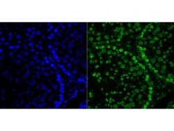 Invitrogen Histone H2A.X Recombinant Rabbit Monoclonal Antibody (JM06-42)