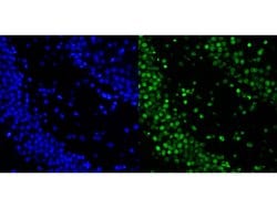 Invitrogen Histone H2A.X Recombinant Rabbit Monoclonal Antibody (JM06-42)