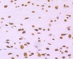 Invitrogen Histone H2A.X Recombinant Rabbit Monoclonal Antibody (JM06-42)