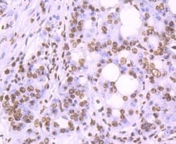 Invitrogen Histone H2A.X Recombinant Rabbit Monoclonal Antibody (JM06-42)
