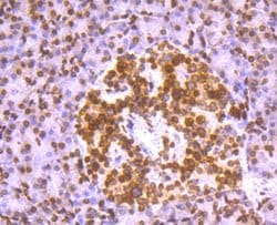 Invitrogen Histone H2A.X Recombinant Rabbit Monoclonal Antibody (JM06-42)