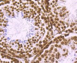 Invitrogen Histone H2A.X Recombinant Rabbit Monoclonal Antibody (JM06-42)