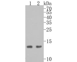 Invitrogen Histone H2A.X Recombinant Rabbit Monoclonal Antibody (JM06-42)