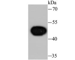 Invitrogen WNT5A Recombinant Rabbit Monoclonal Antibody (JU30-30) 100 &mu;L;