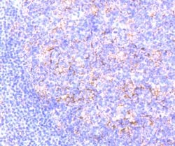 Citrate Synthase Recombinant Rabbit Monoclonal Antibody (JU80-30) 100 &mu;L | Buy Online | Thermo Scientific | Fisher Scientific