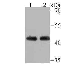 Invitrogen BAF53A Recombinant Rabbit Monoclonal Antibody (JU40-32) 100