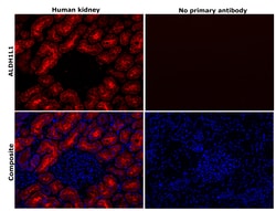 Invitrogen ALDH1L1 Recombinant Rabbit Monoclonal Antibody (JU53-54) 100