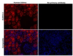 Invitrogen ALDH1L1 Recombinant Rabbit Monoclonal Antibody (JU53-54) 100