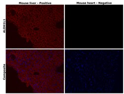Invitrogen ALDH1L1 Recombinant Rabbit Monoclonal Antibody (JU53-54) 100