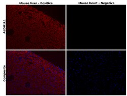 Invitrogen ALDH1L1 Recombinant Rabbit Monoclonal Antibody (JU53-54) 100