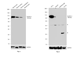 Invitrogen ALDH1L1 Recombinant Rabbit Monoclonal Antibody (JU53-54) 100