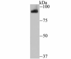 Invitrogen PIWIL1 Recombinant Rabbit Monoclonal Antibody (JU35-12) 100 &mu;L | Buy Online | Invitrogen&trade; | Fisher Scientific