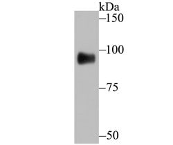 Invitrogen GIT1 Recombinant Rabbit Monoclonal Antibody (JU33-39) 100 &mu;L;