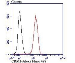 CRM1 Recombinant Rabbit Monoclonal Antibody (JB35-22):Antibodies, Recombinant