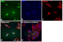 CRM1 Recombinant Rabbit Monoclonal Antibody (JB35-22):Antibodies, Recombinant