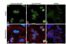 CRM1 Recombinant Rabbit Monoclonal Antibody (JB35-22):Antibodies, Recombinant