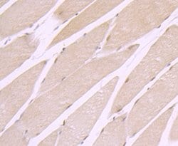 CRM1 Recombinant Rabbit Monoclonal Antibody (JB35-22):Antibodies, Recombinant