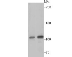 CRM1 Recombinant Rabbit Monoclonal Antibody (JB35-22):Antibodies, Recombinant