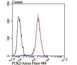 Invitrogen PCK2 Recombinant Rabbit Monoclonal Antibody (JB52-39) 100 &mu;L;