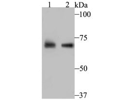 Invitrogen PCK2 Recombinant Rabbit Monoclonal Antibody (JB52-39) 100 &mu;L;