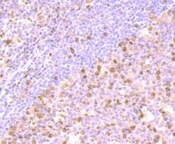 Invitrogen FKBP5 Recombinant Rabbit Monoclonal Antibody (JB95-39) 100 &mu;L;