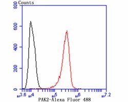 Invitrogen PAK2 Recombinant Rabbit Monoclonal Antibody (JB41-84) 100 &mu;L;