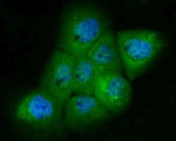 Invitrogen PAK2 Recombinant Rabbit Monoclonal Antibody (JB41-84) 100 &mu;L;