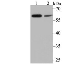 Invitrogen PAK2 Recombinant Rabbit Monoclonal Antibody (JB41-84) 100 &mu;L;