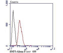 SMARCB1 Recombinant Rabbit Monoclonal Antibody (JB49-18), Invitrogen 100