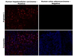 Invitrogen Arginase 1 Recombinant Rabbit Monoclonal Antibody (JB21-49) 100 &mu;L | Buy Online | Invitrogen&trade; | Fisher Scientific