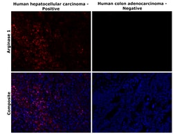 Invitrogen Arginase 1 Recombinant Rabbit Monoclonal Antibody (JB21-49) 100 &mu;L | Buy Online | Invitrogen&trade; | Fisher Scientific