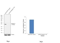 Invitrogen Arginase 1 Recombinant Rabbit Monoclonal Antibody (JB21-49) 100 &mu;L | Buy Online | Invitrogen&trade; | Fisher Scientific