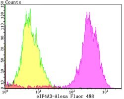 Invitrogen eIF4A3 Recombinant Rabbit Monoclonal Antibody (JG35-33) 100