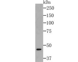 Invitrogen eIF4A3 Recombinant Rabbit Monoclonal Antibody (JG35-33) 100